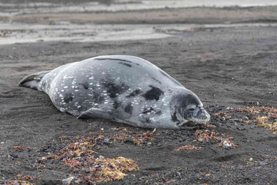Foca de Weddell - isla Decepción - islas Shetland del Sur 02.jpg